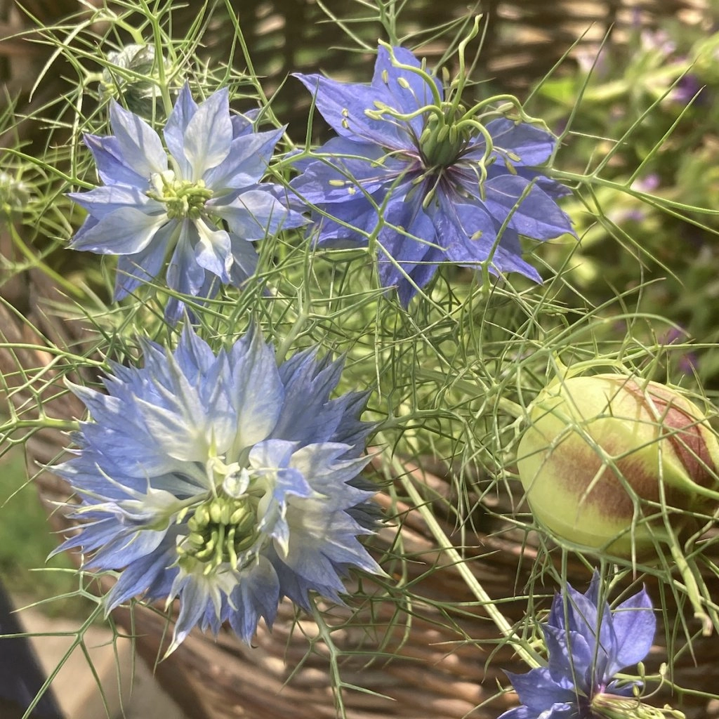Černucha Miss Jekyll Skyblue - semena