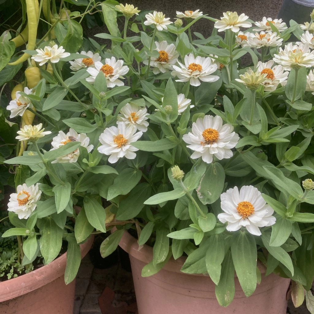 Cínie Profusion Double White - semena
