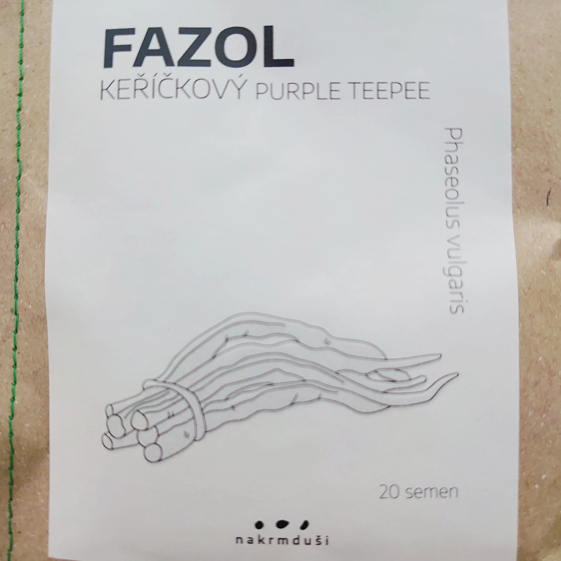 Fazol keříčkový Purple Teepee - semena