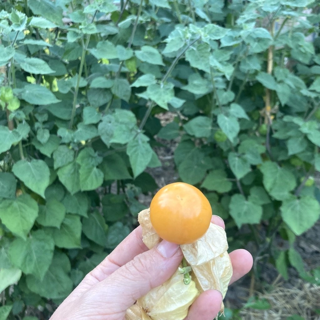 Mochyně Schönbrunner gold - semena