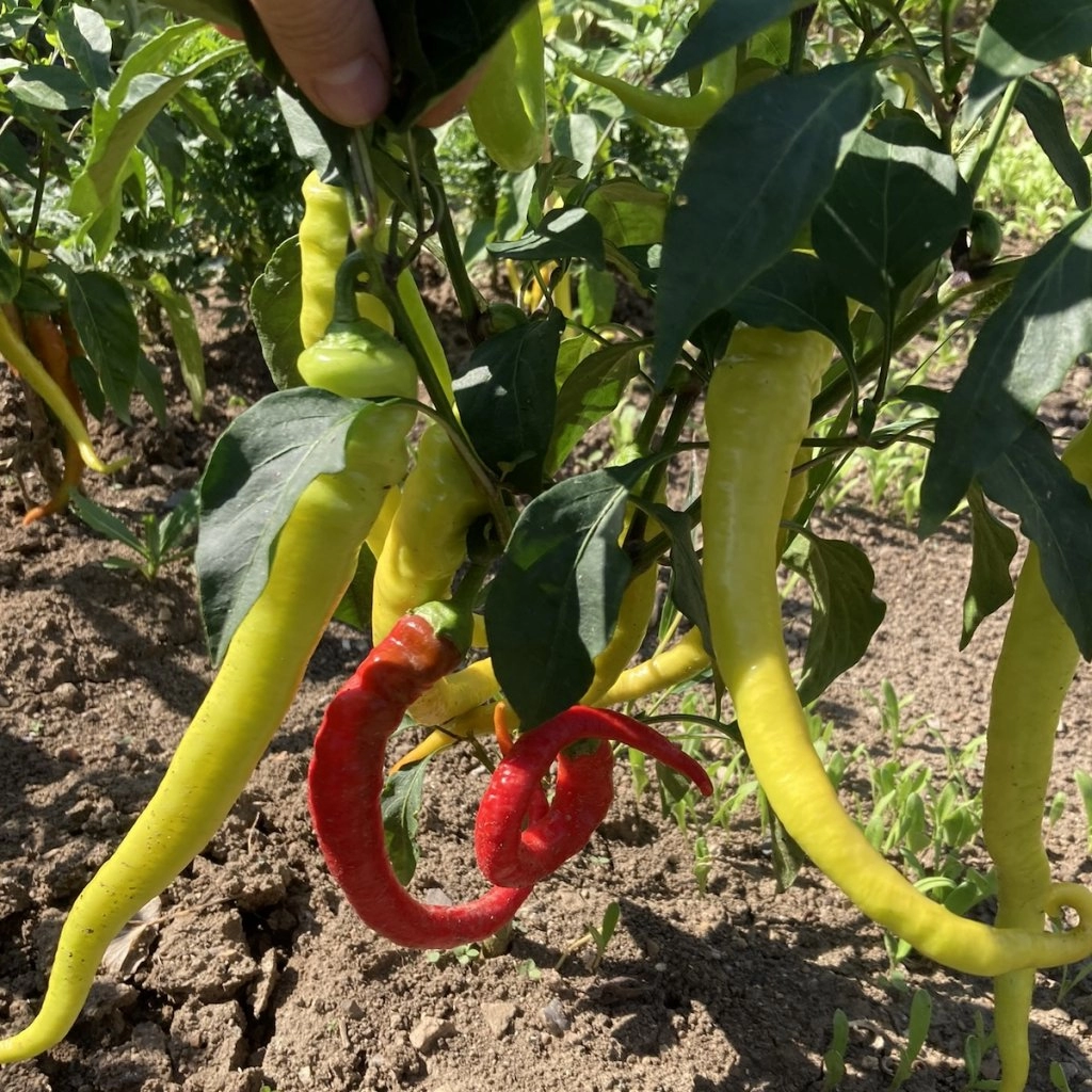 Paprika Beros - pálivá (Kozí roh) - semena