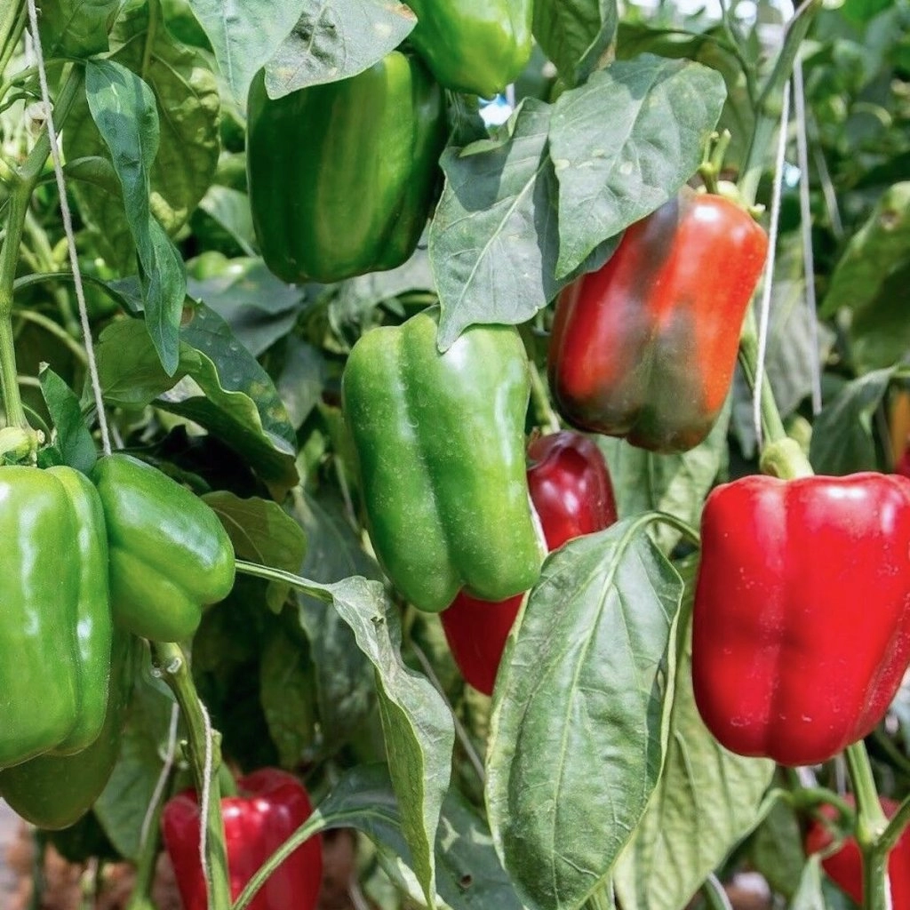 Paprika California wonder - semena