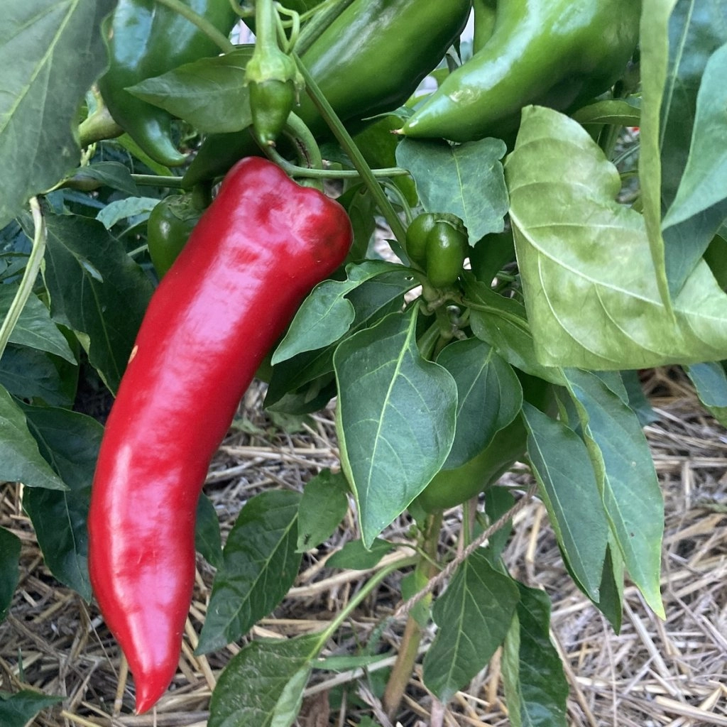 Paprika Karmen - semena