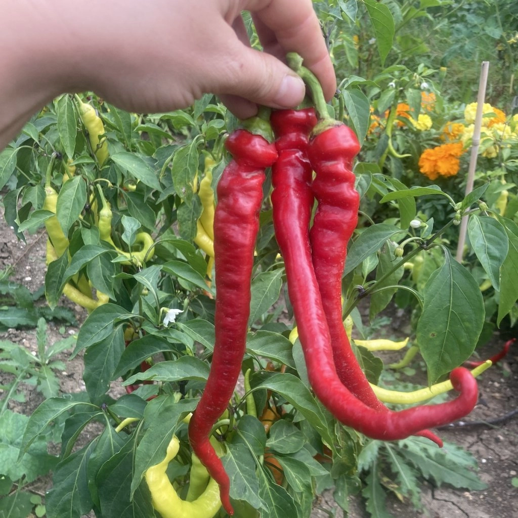 Paprika Milder Spiral (Beraní roh) - semena