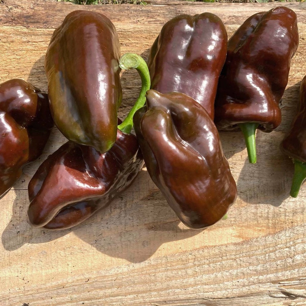 Paprika Sweet Chocolate - semena