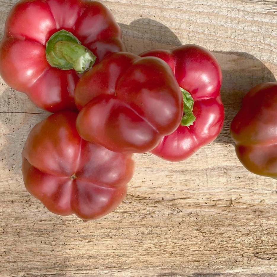 Paprika Topepo Rosso - semena