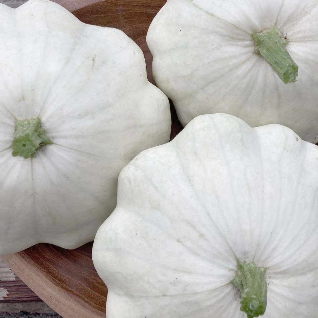 Patizon Custard White - semena