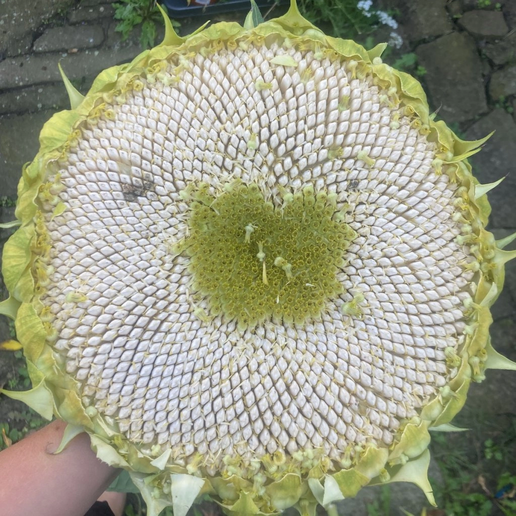 Slunečnice WHITE GIGANT - semena