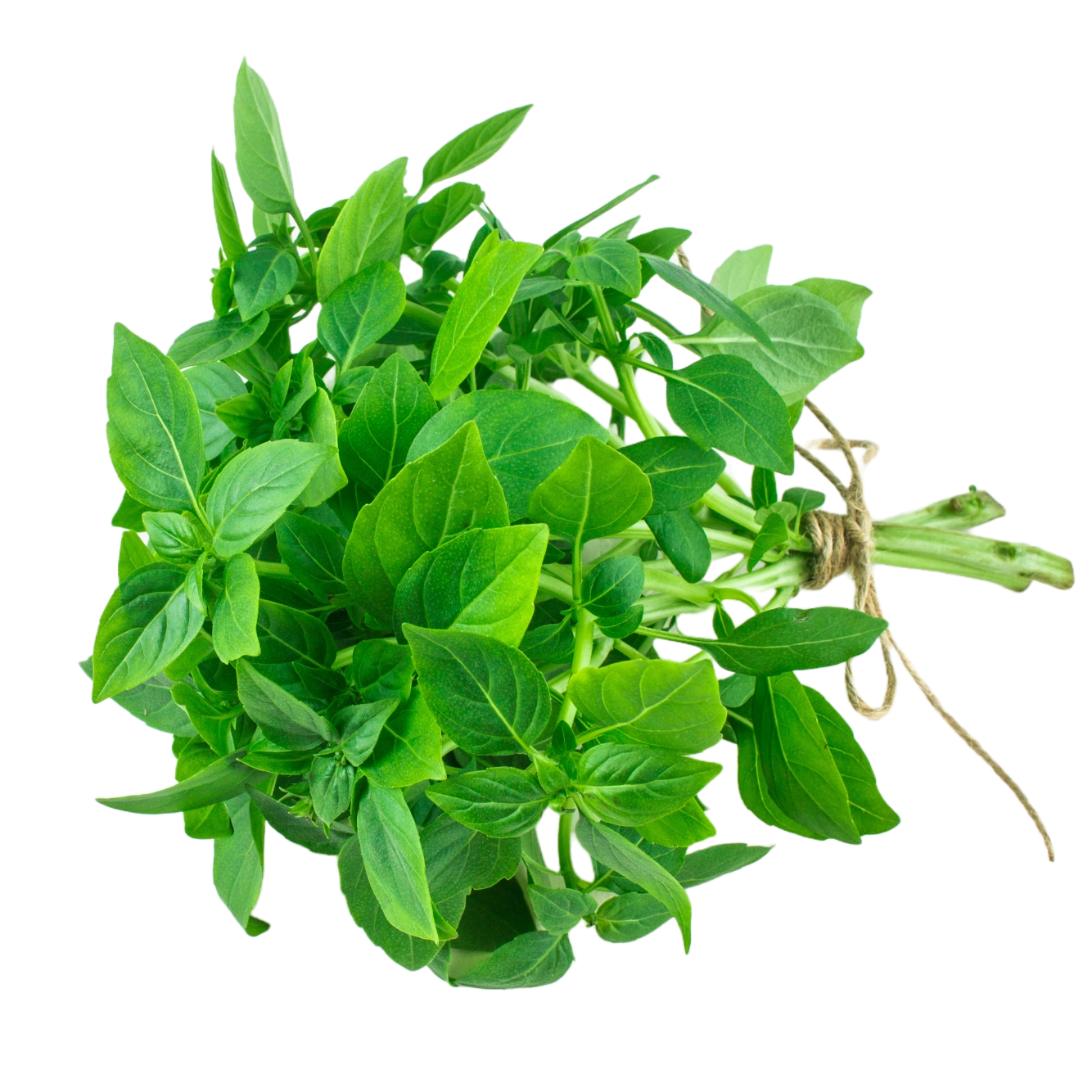 Bazalka citronová