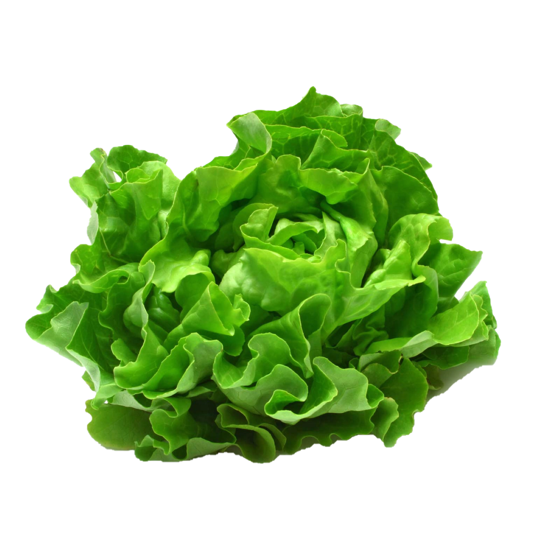 Salanova Multileaf zelený