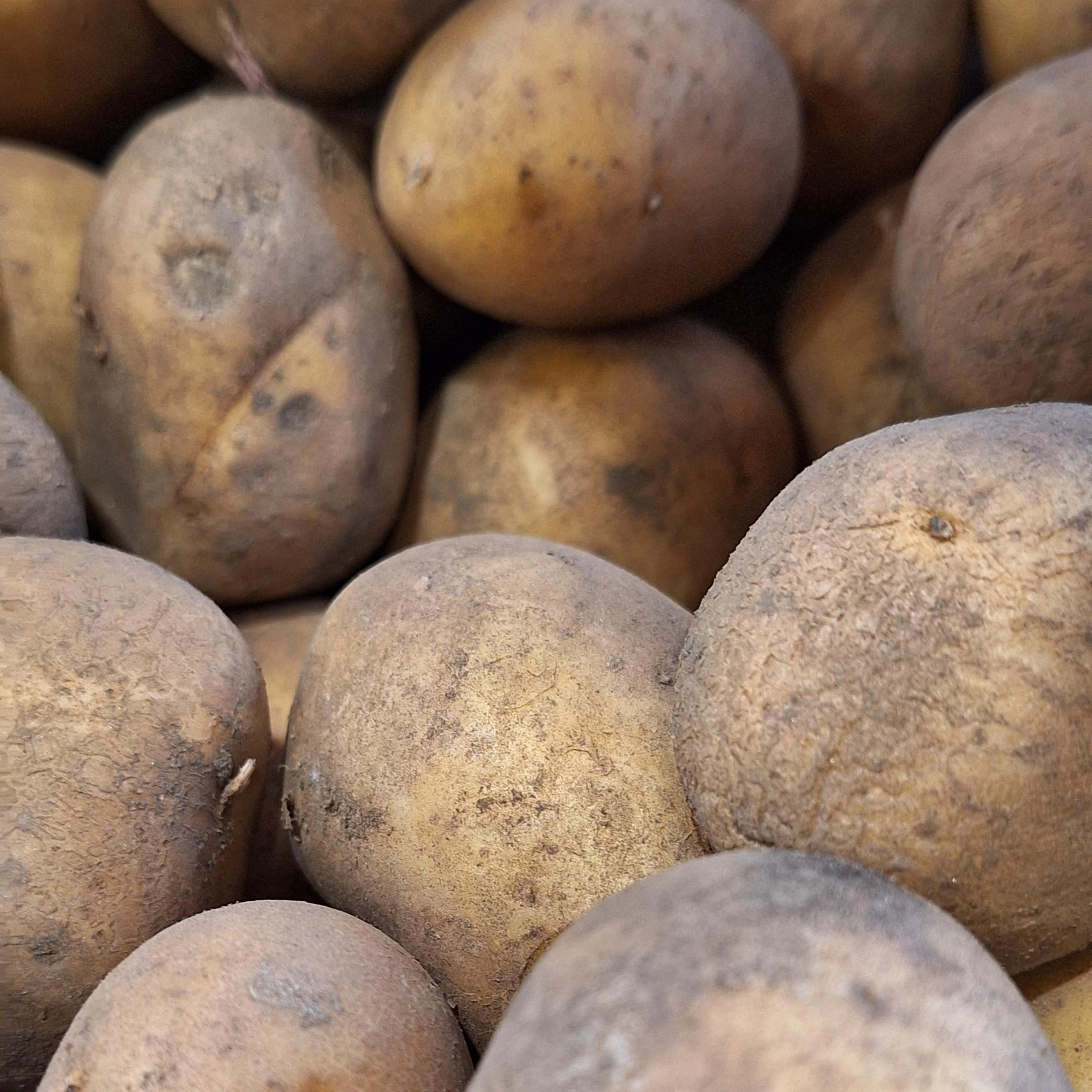 BIO brambory žluté