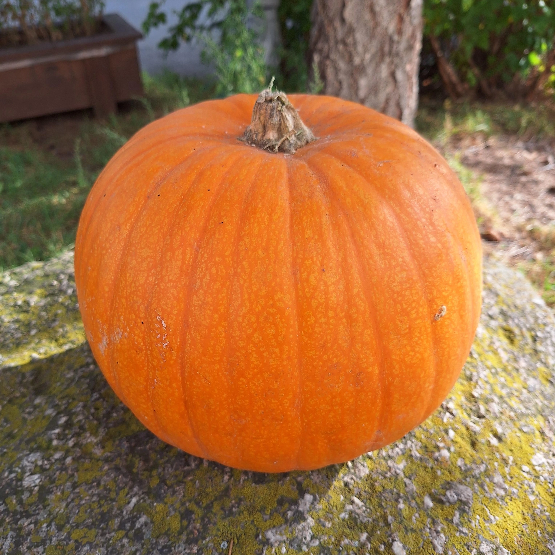 Halloweenská dýně