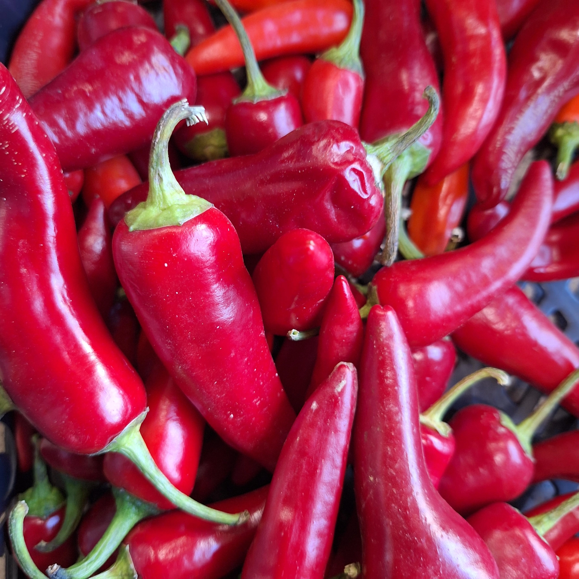 Chilli papričky