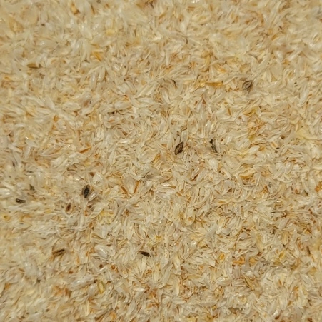 Psyllium