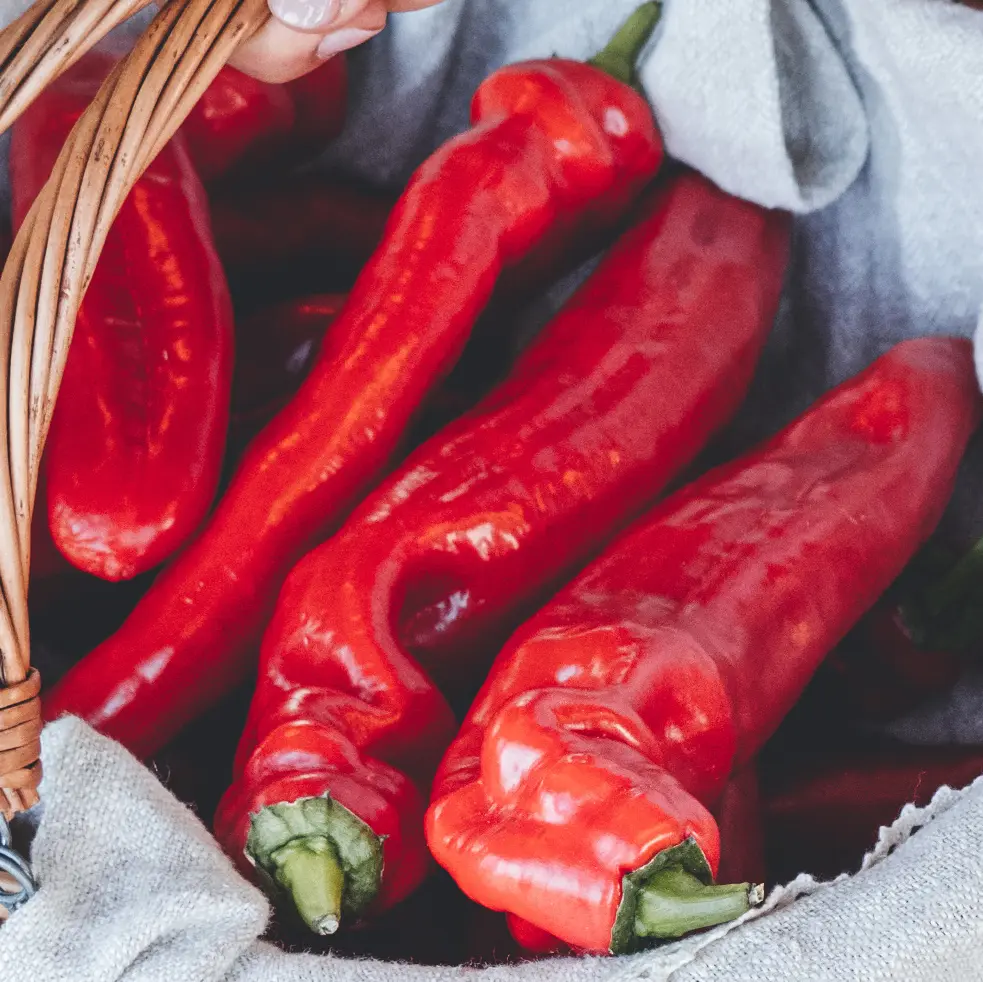 Paprika Pepina