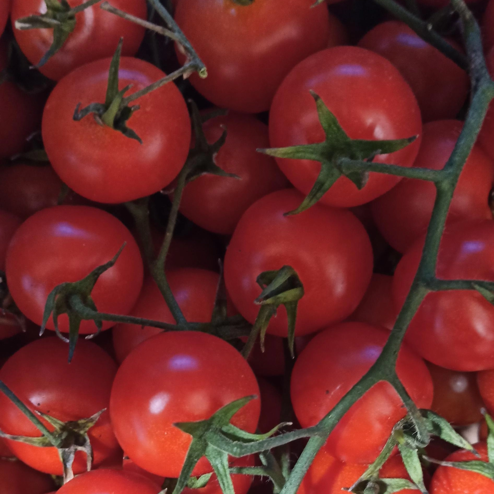 BIO rajčata keříková cherry