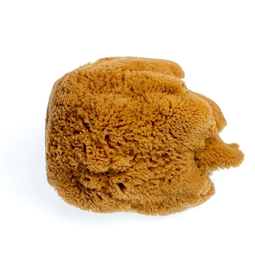 Mořská houba Hardhead velká nebělená