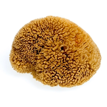 Mořská houba tráva střední nebělená