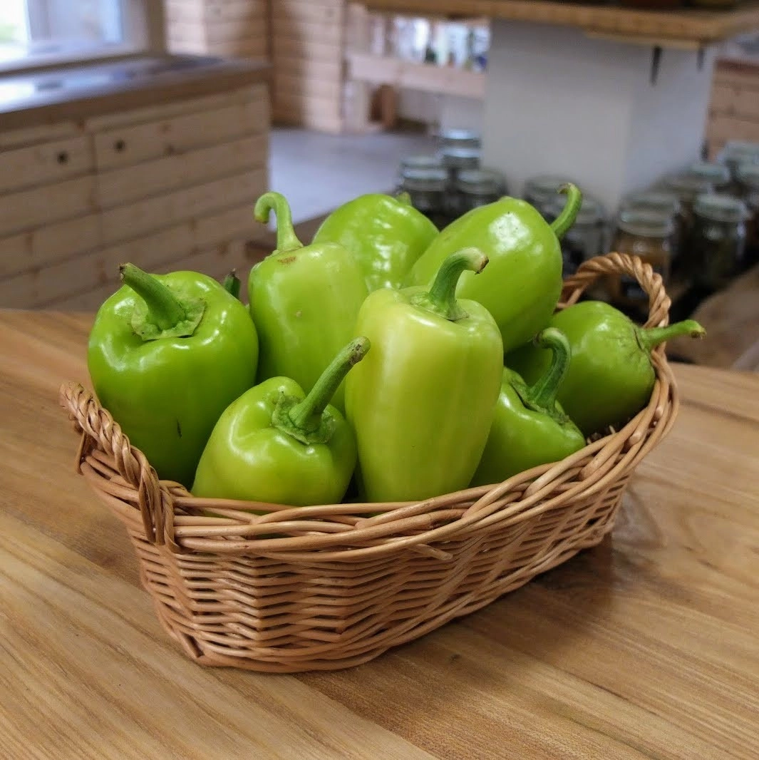 Paprika zelená